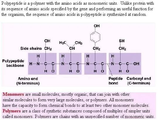 Полипептид в задачах. Полипептид. Мономер полипептида. Polypeptide для чего. Полипептиды мономер чего.