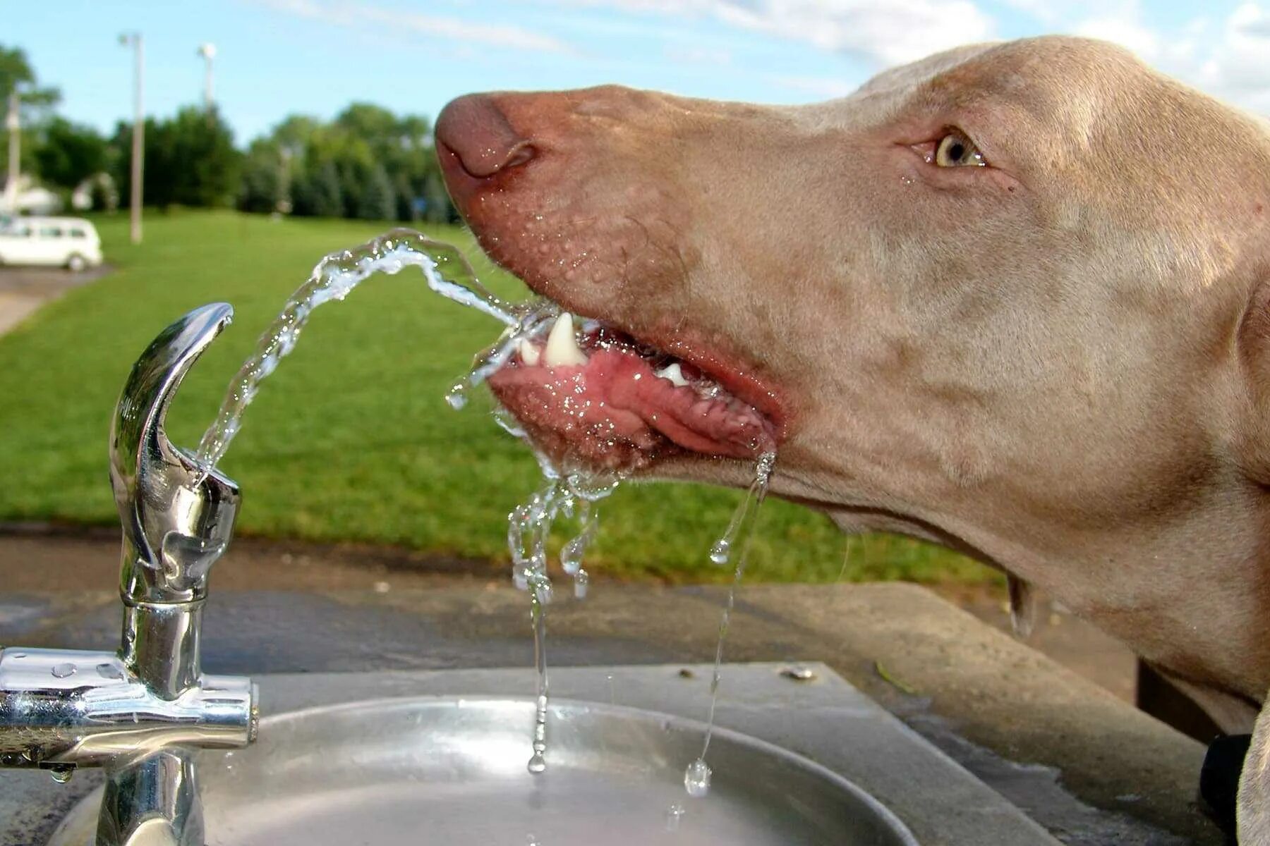 Собака отказывается пить воду. Жажда у животных. Собака пьет воду. Собака лакает воду. Жажда у собаки.