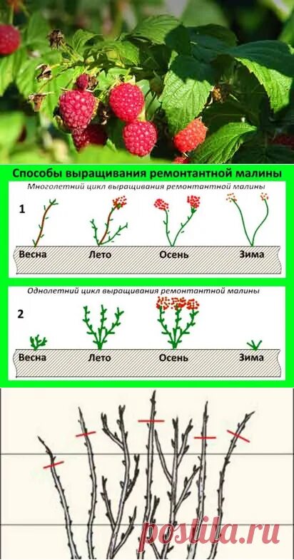 Разрослась малина ремонтантная. Ремонтантная малина побеги. Малина ремонтантная цветет. Отличие ремонтантной малины от обычной. Обрезка малины весной как правильно