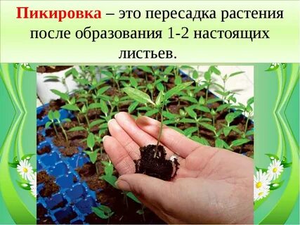Значение пикировки для овощевода