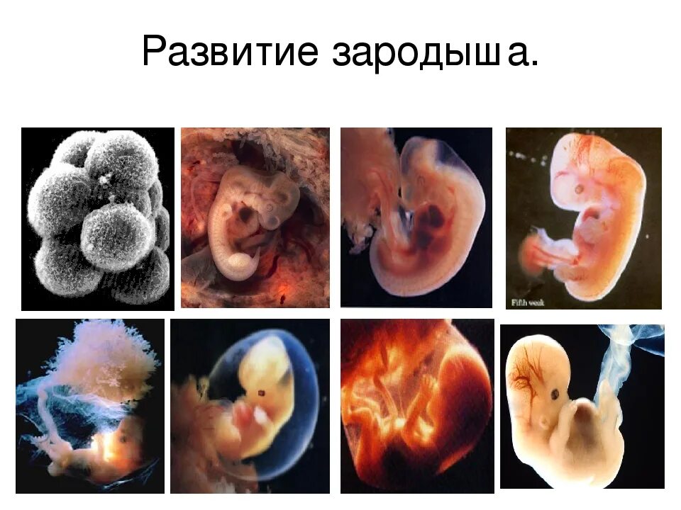Наука изучающая развитие зародыша. Зародыш эмбрион плод стадии. Этапы развития эмбриона. Стадии развития эмбриона человека. Стадии развития зародыша человека.