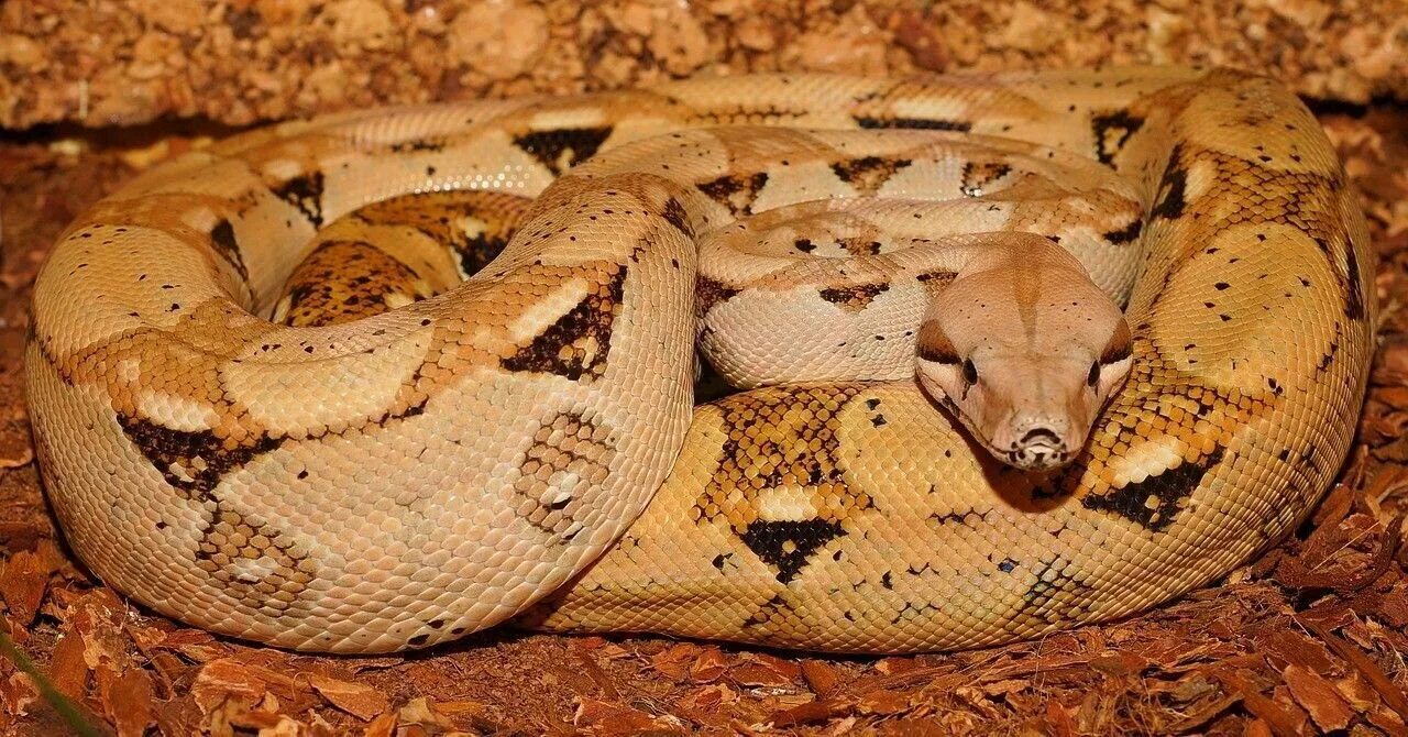 Семейства удавов. Acrantophis madagascariensis. Семейства удавов. Императорский удав salmon. Boa constrictor constrictor peru.