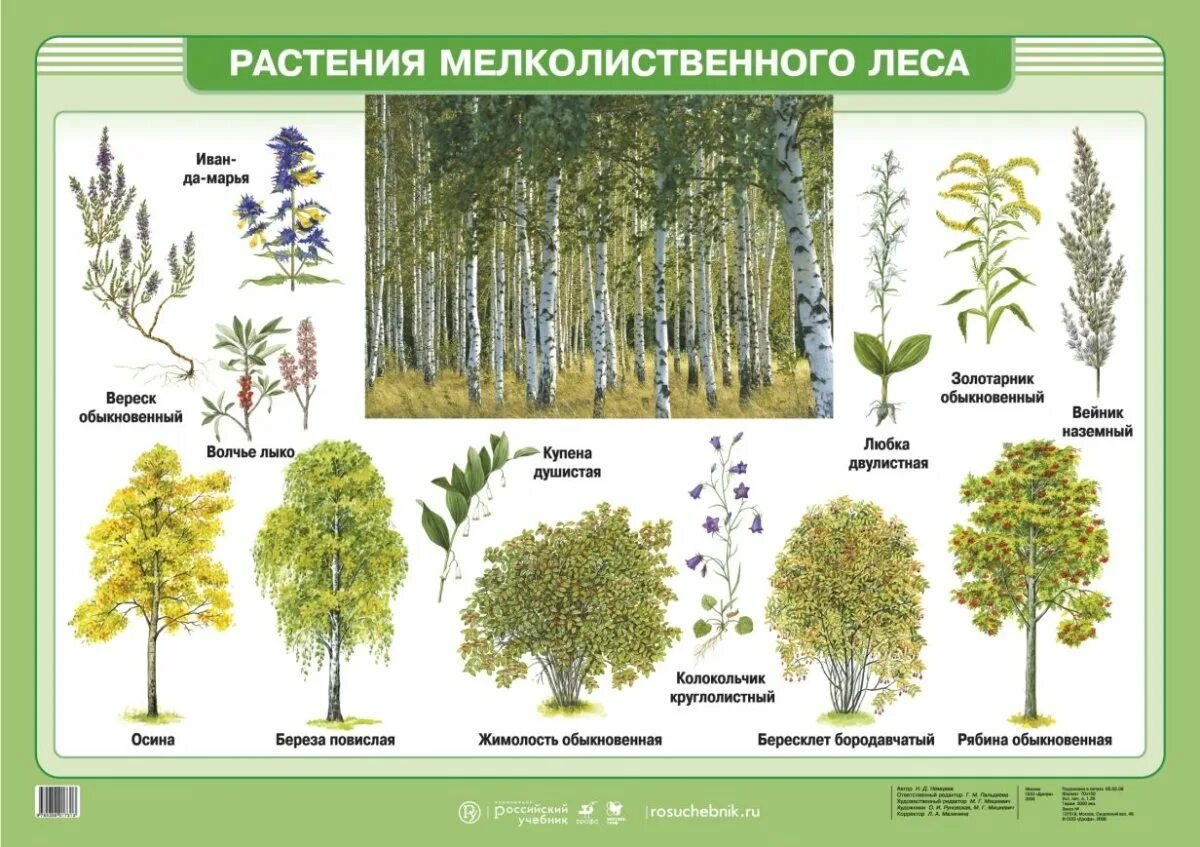Растения в лесу. Травы названия. Травянистые растения леса. Растения ельника. Широколиственный лес представители.