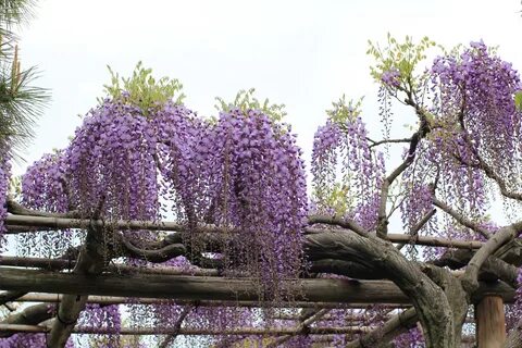 Может ли цветущая
