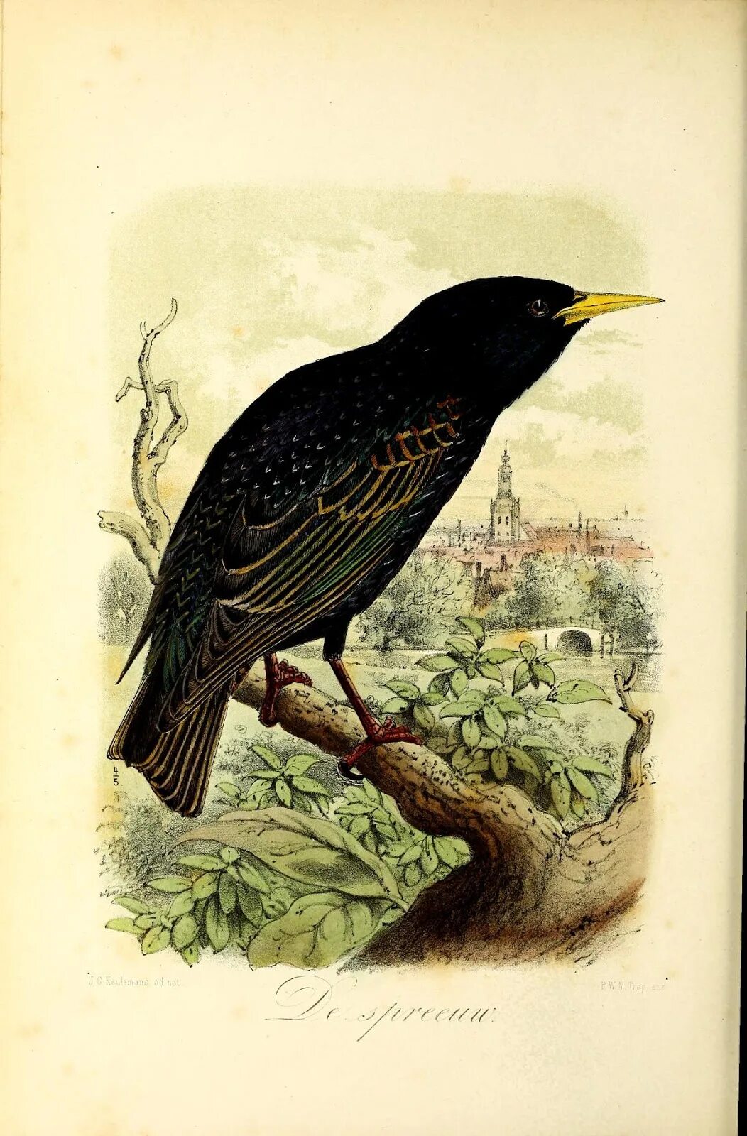 Птица история. Sturnus vulgaris. Скворец рисунок. Скворец картина. Скворец мифология.