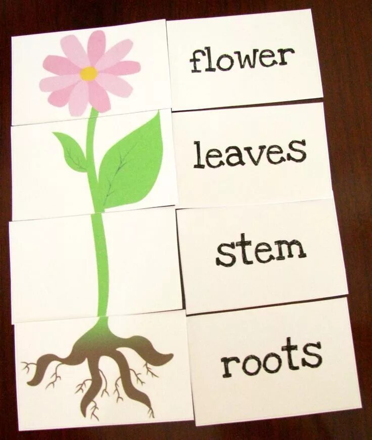 Английское слово flower. Plants english for kids. parts of plants for kids. задание to grow a flower. parts of a flower for kids.