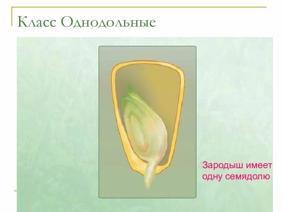 Зародыш семени однодольных и двудольных. Семядоли у двудольных. однодольные зародыш семядоля и. семядоля семени пшеницы. семядоля у однодольных растений.