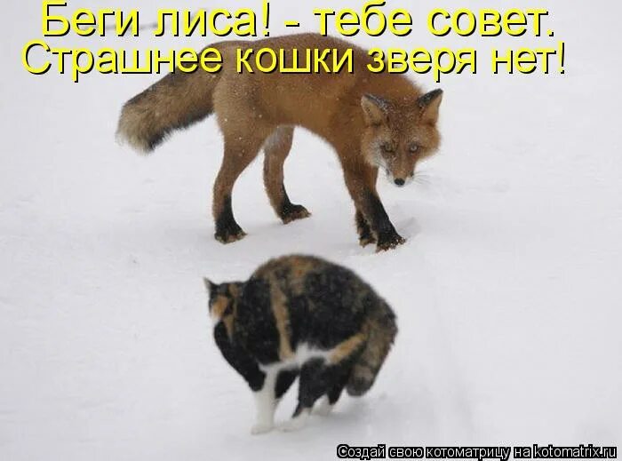 Кто спас зверей от страшного. Страшнее кошки зверя нет. Лиса убегает. Картинки страшнее кошки зверя нет. Страшнее зверя нет пословица.