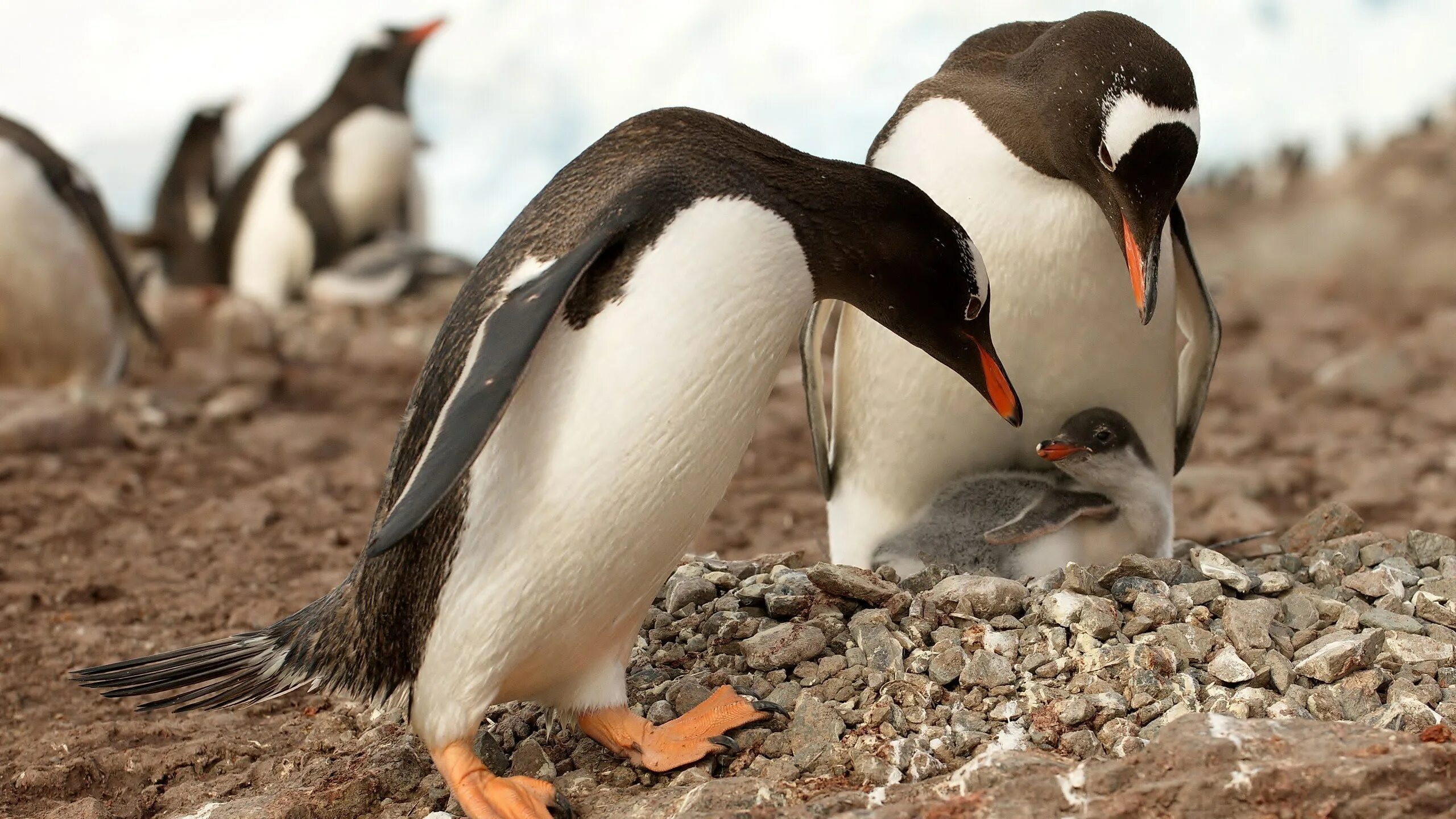 Пингвин Aptenodytes Demersa. Пингвины Адели спаривание. Хорошо развита забота о потомстве у птиц