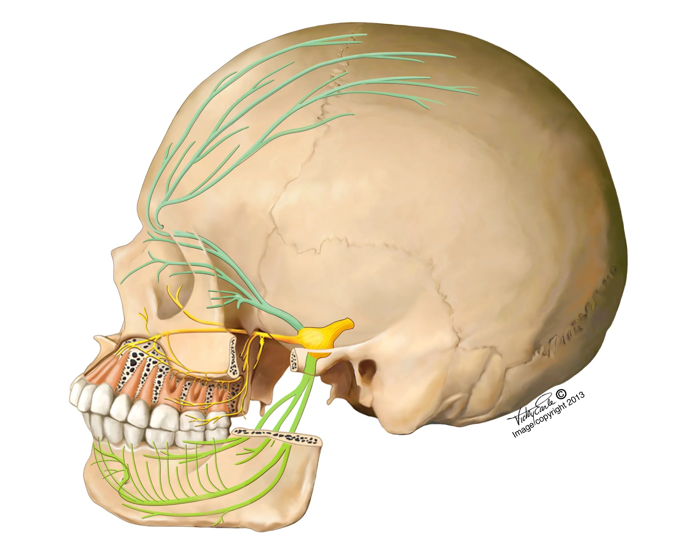 Nervus trigeminus. Ганглионит гассерова узла. Ganglion trigeminale череп. Nervus Facialis анатомия.