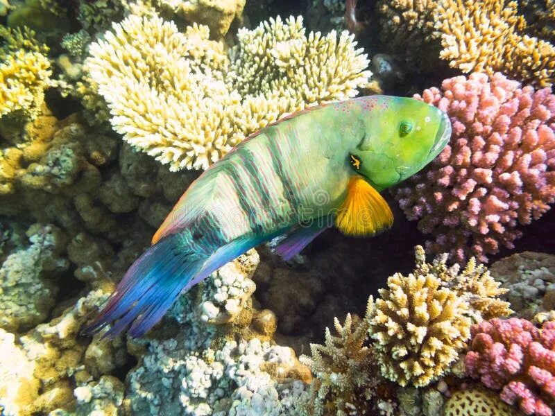Daisy Parrotfish Chlorurus Sordidus, Red Sea Stock Image - Image of nature, unde