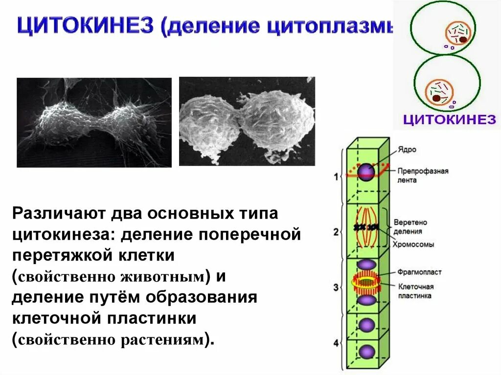 У какой клетки образуется клеточная перетяжка. Цитокинез деление цитоплазмы. Цитокинез это деление. Цитогенез это деление цитоплазмы. Цитокинез растительной клетки.