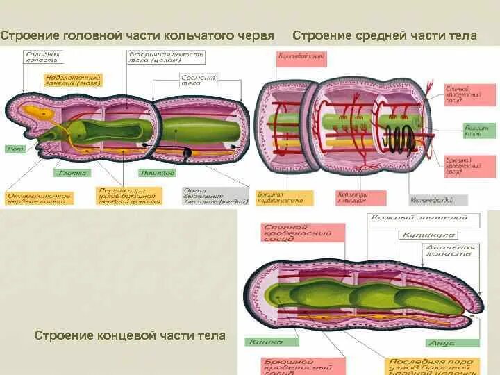 Из чего состоит червь. Строение кольчатого червя. Кольчатые черви строение. Кольчатые черви строение тела. Строение кольчатого червя со строением круглых червей.