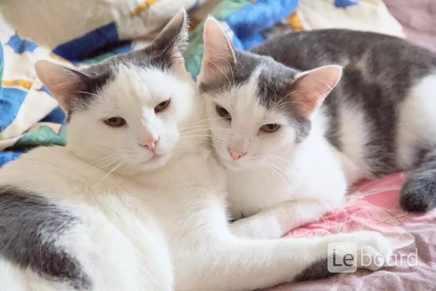 Кот лукас. Много котят фото милашки. ласкун.