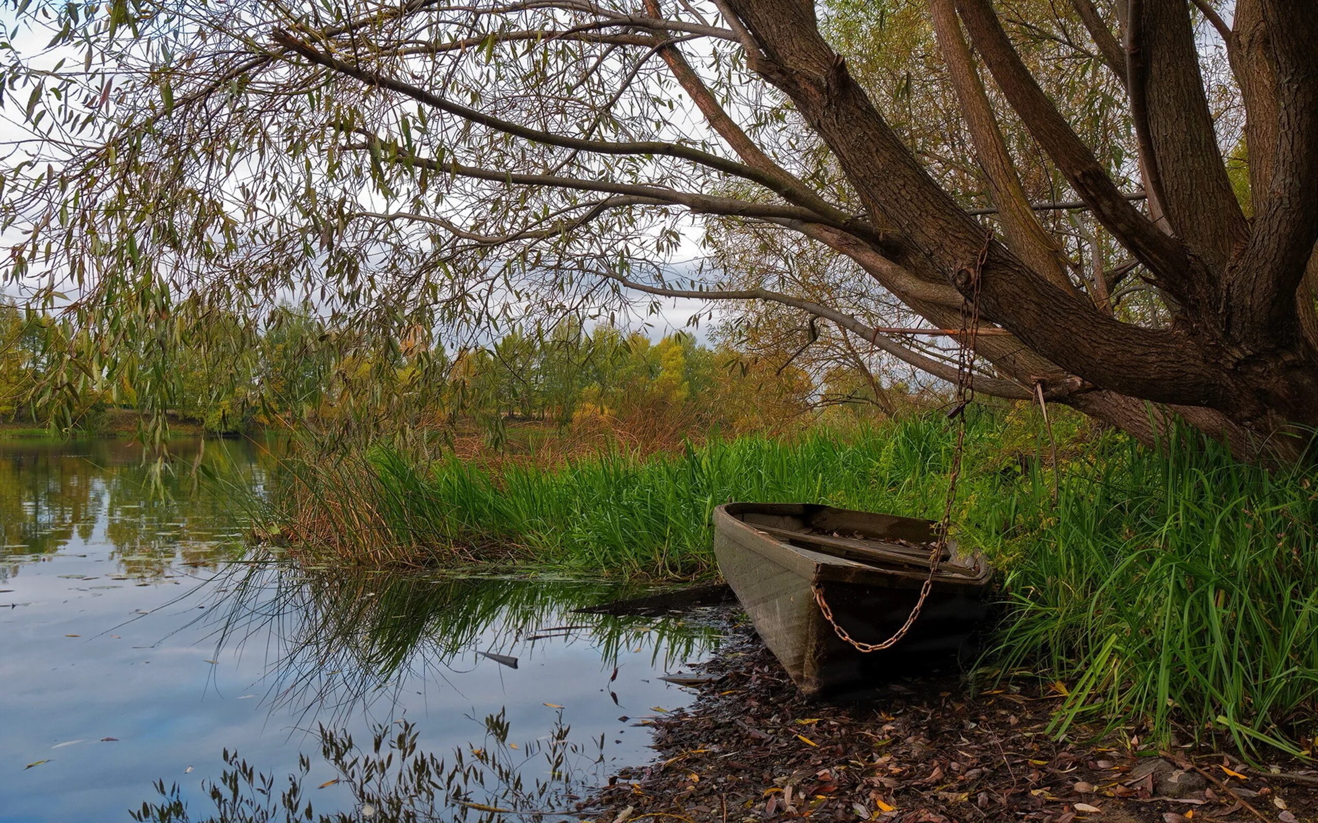 Лодка в камышах. Дерево возле реки. Заросший берег реки. Лодка на берегу реки.