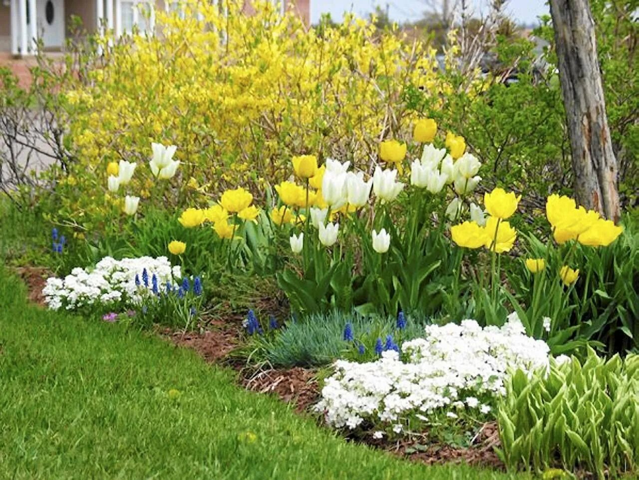 Цветы весной на даче фото. Альпийская горка тюльпан Нарцисс Крокус. Ирис примула цветник. Примула в миксбордере. Миксбордер тюльпаны крокусы нарциссы.