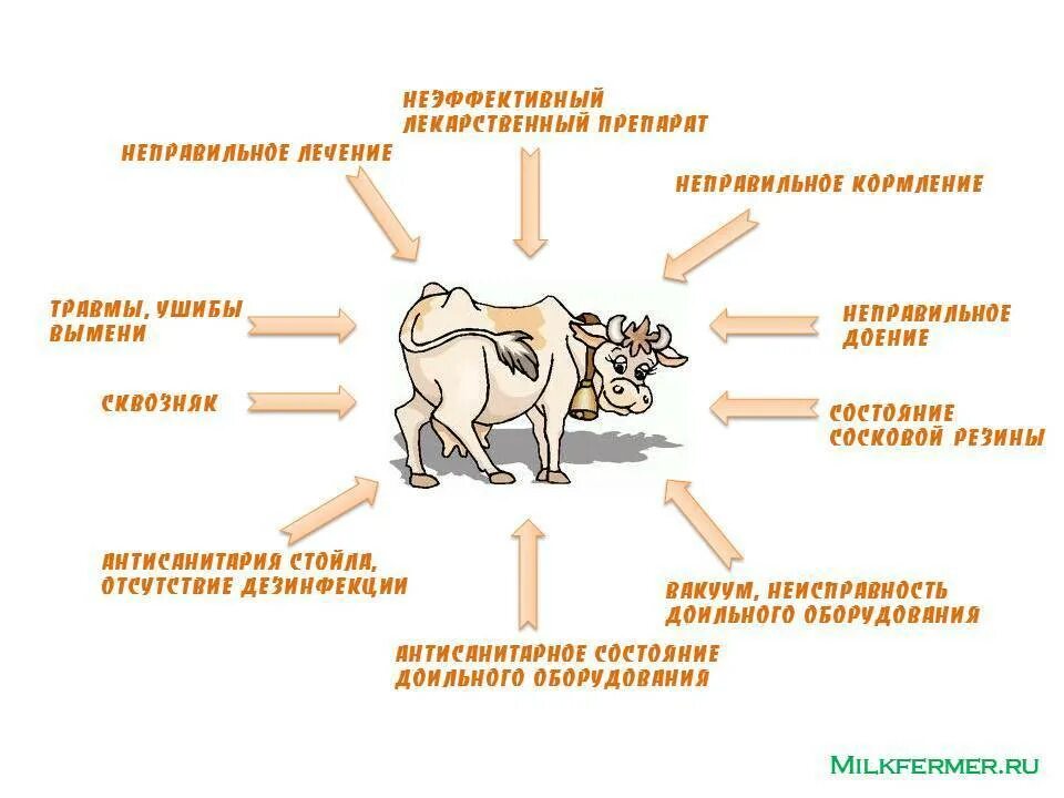 Факторы возникновения мастита. Профилактика мастита у коров. Мастит у КРС причины возникновения. Катаральный мастит КРС.