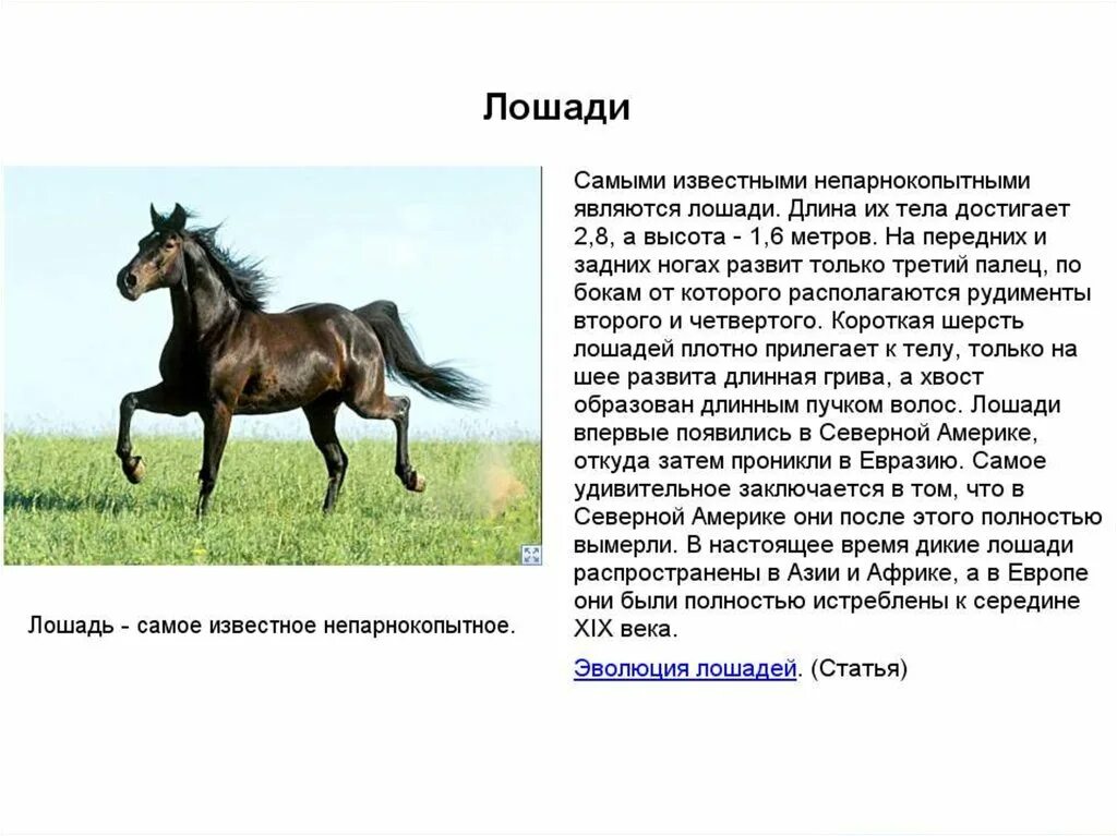 Какая длина лошади. Статьи лошади. Длина лошади. Факты о лошадях. Короткая статья про лошадей.