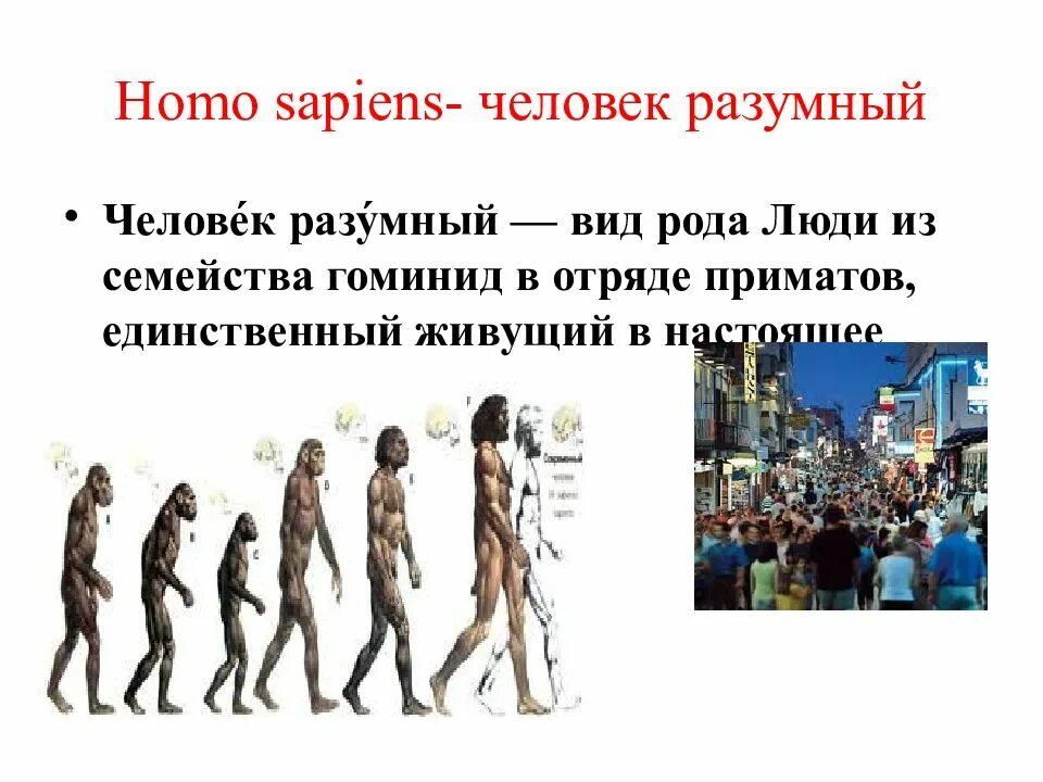 Почему человек вид человек разумный. Вид человек разумный (homo sapiens). хомо сапиенс типы людей. вид человека хомосапенс. становление человека разумного.