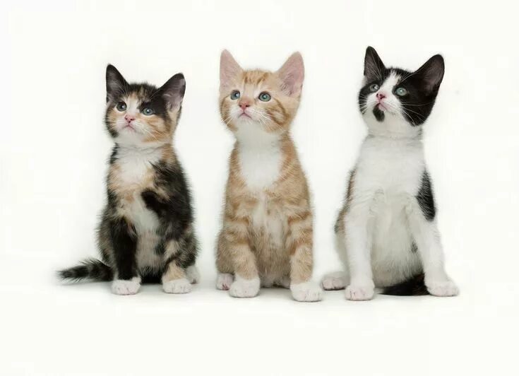 How many kittens the cat got. Три кошки. фото кошек и котят. многодетные коты. how many cats.