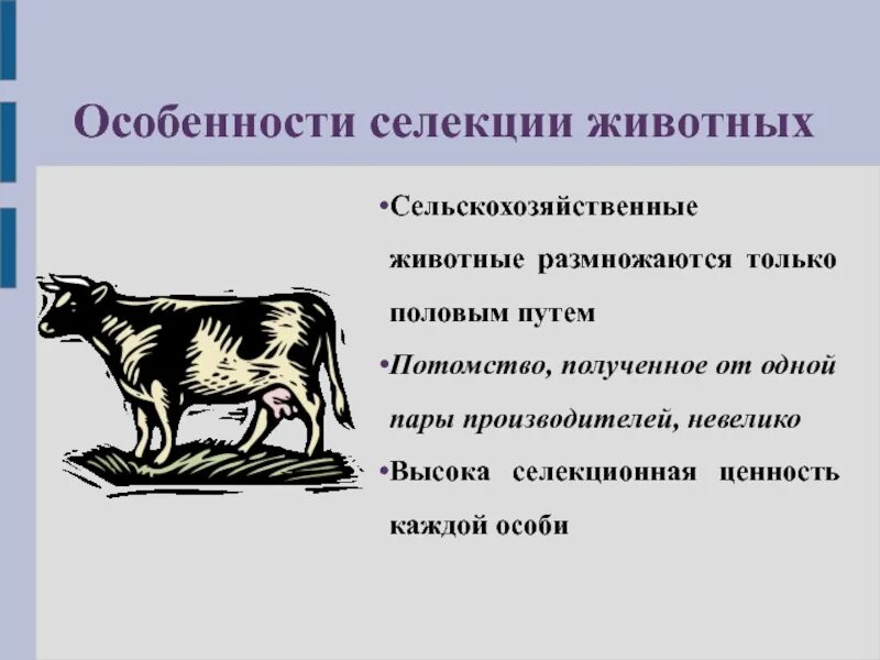 1 селекция животных. Селекция животных. методы селекции животных. особенности селекции животных. селекция животных проект.