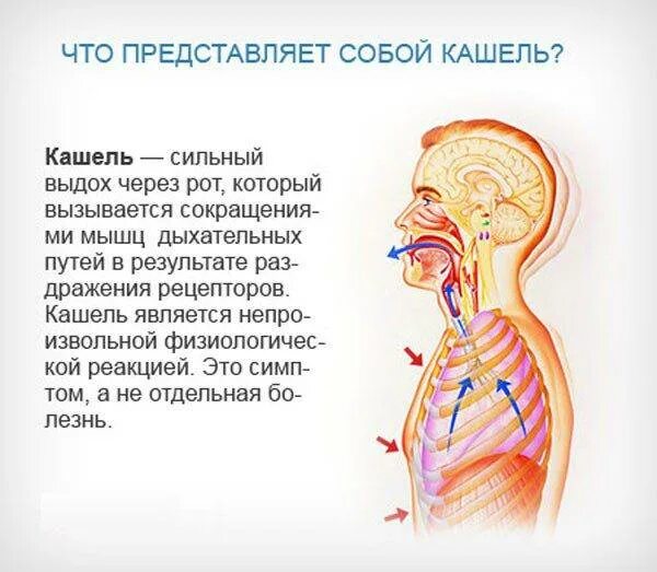 Подкашливает как пишется. Кашлт. Мокрота в дыхательных путях. Сухой кашель причины. Ошель.