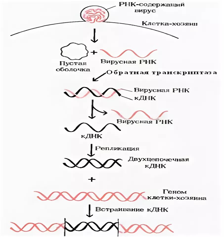 Вирусный транскрипция. Обратная транскрипция РНК вируса. Обратная транскрипция у вирусов. Обратная транскрипция Биосинтез ДНК на РНК-матрице.