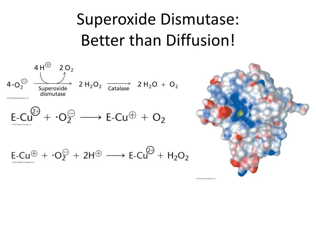 Супероксидный радикал. Superoxide dismutase. Супероксиддисмутаза и каталаза. Супероксиддисмутаза строение. Супероксид молекула.