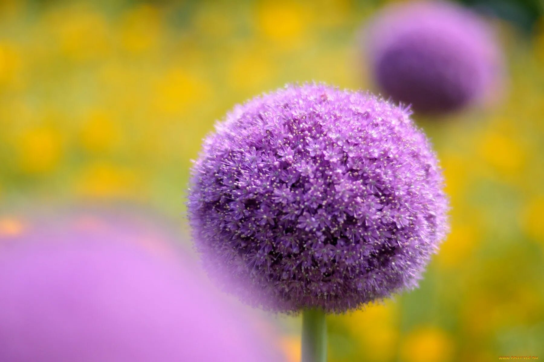 Зелено фиолетовый шар. Круглые фиолетовые цветы. Сиреневый пушистый цветок. Пушистые цветы. Круглые цветы.