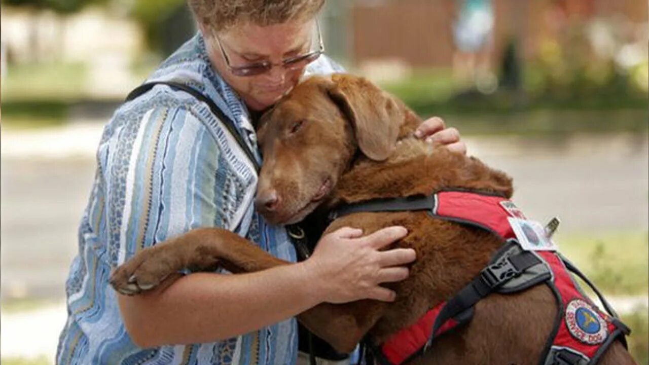 Animals help people. Хау с животными. How animals help people. Dog hug Love. Фото petting