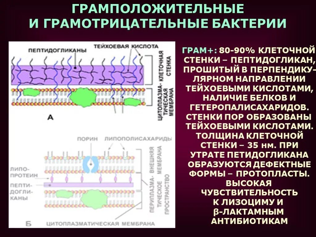 Клеточная стенка грамотрицательных бактерий. Клеточная стенка грамположительных и грамотрицательных бактерий. Строение грамположительных и грамотрицательных бактерий. Клеточная стенка грамм отрицательных бактерий.