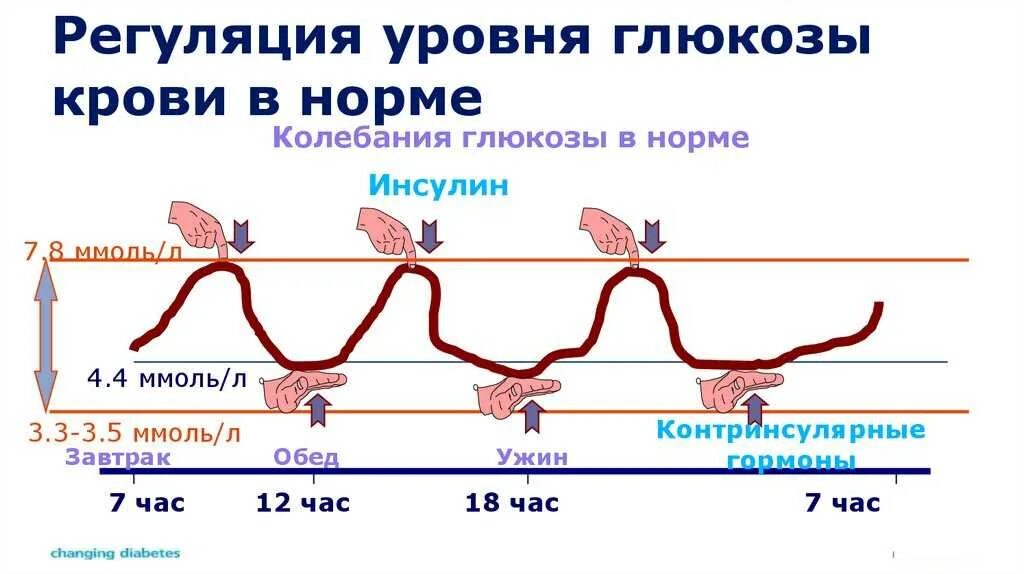Диаграмма сахара в крови здорового человека. Динамика уровня Глюкозы в крови у здорового человека. График уровень Глюкозы инсулина. График выработки инсулина суточный.