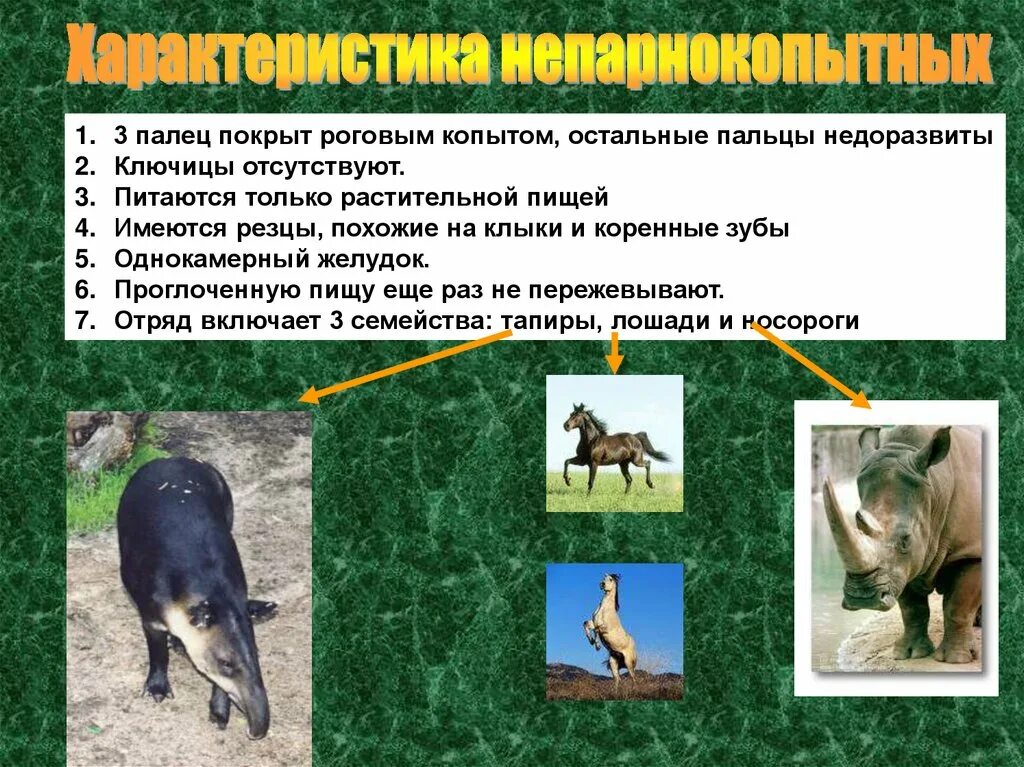 Характерные особенности животных класса млекопитающие. Отряд непарнокопытные размножение. признаки отряда непарнокопытных. таблица отряд непарнокопытные млекопитающие. представители отряда непарнокопытных.