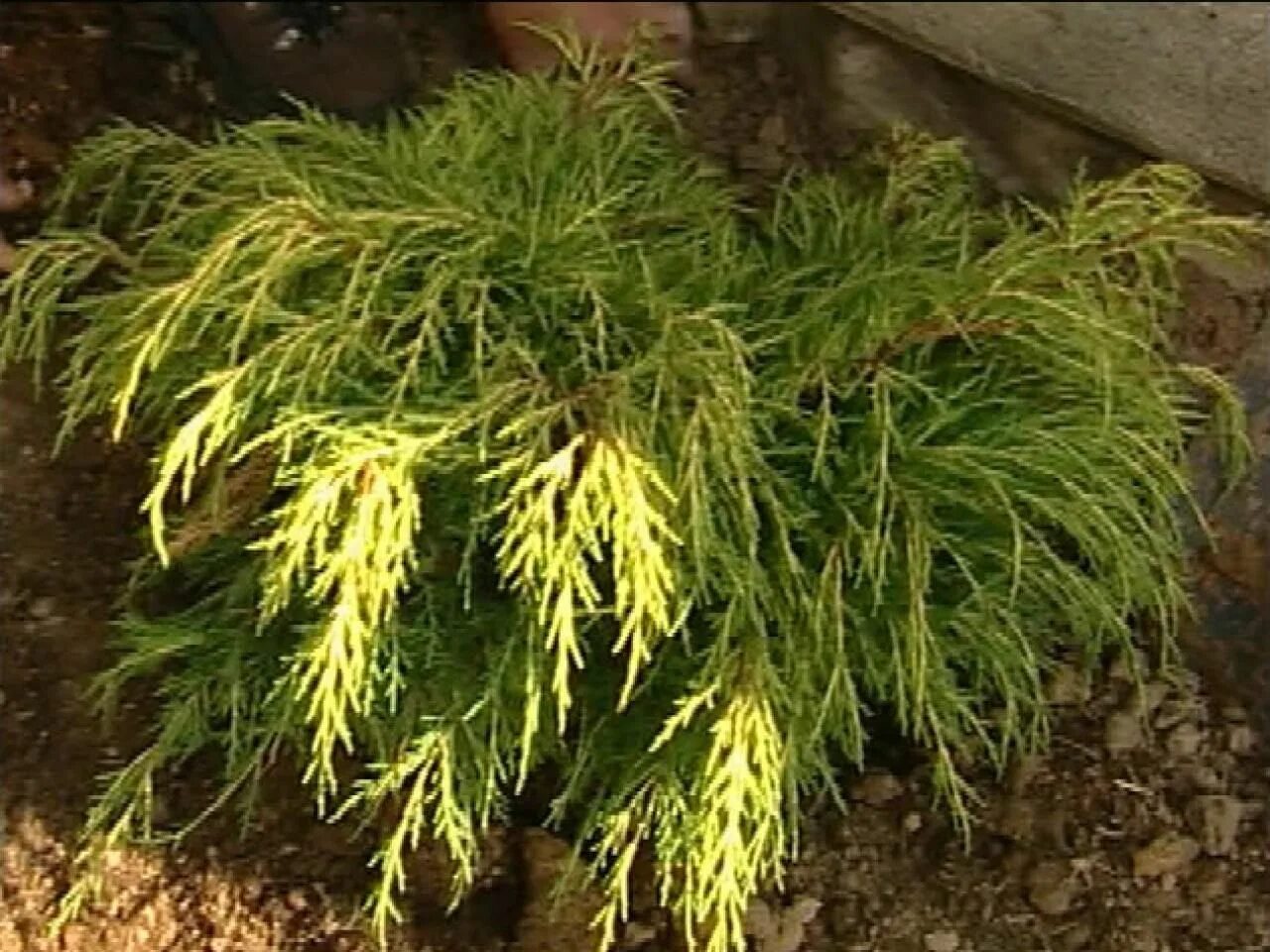 Juniperus x pfitzeriana 'Gold Coast' Питомник Тайга