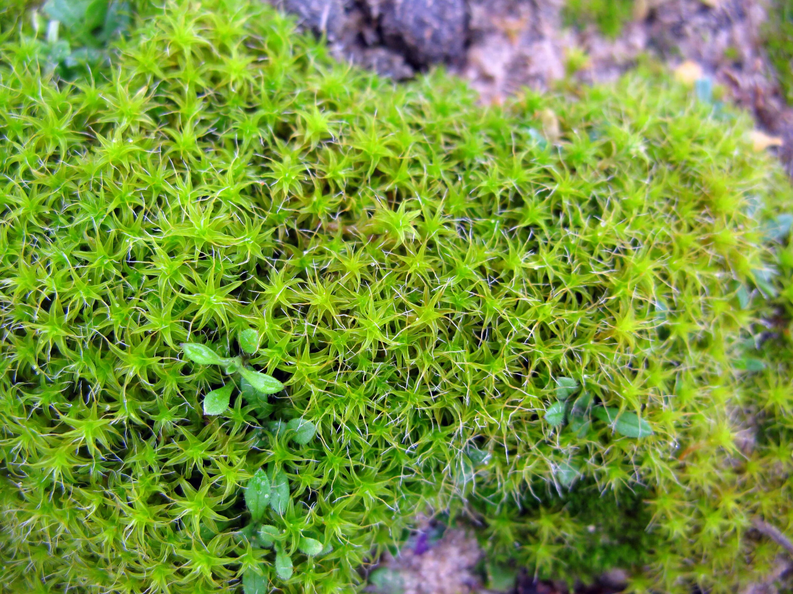 Синтрихия Полевая мох. Tortula ruralis мох. Мох синтрихия Сельская. Syntrichia ruralis.