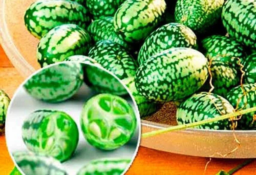 Мелотрия описание. Мелотрия шершавая колибри. Мелотрия шершавая колибри. Мелотрия малютка. Огурцы мелотрия.