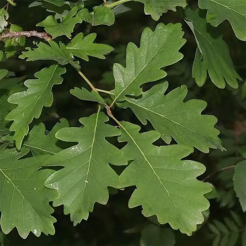 Identifying Different Types of Oak Leaves