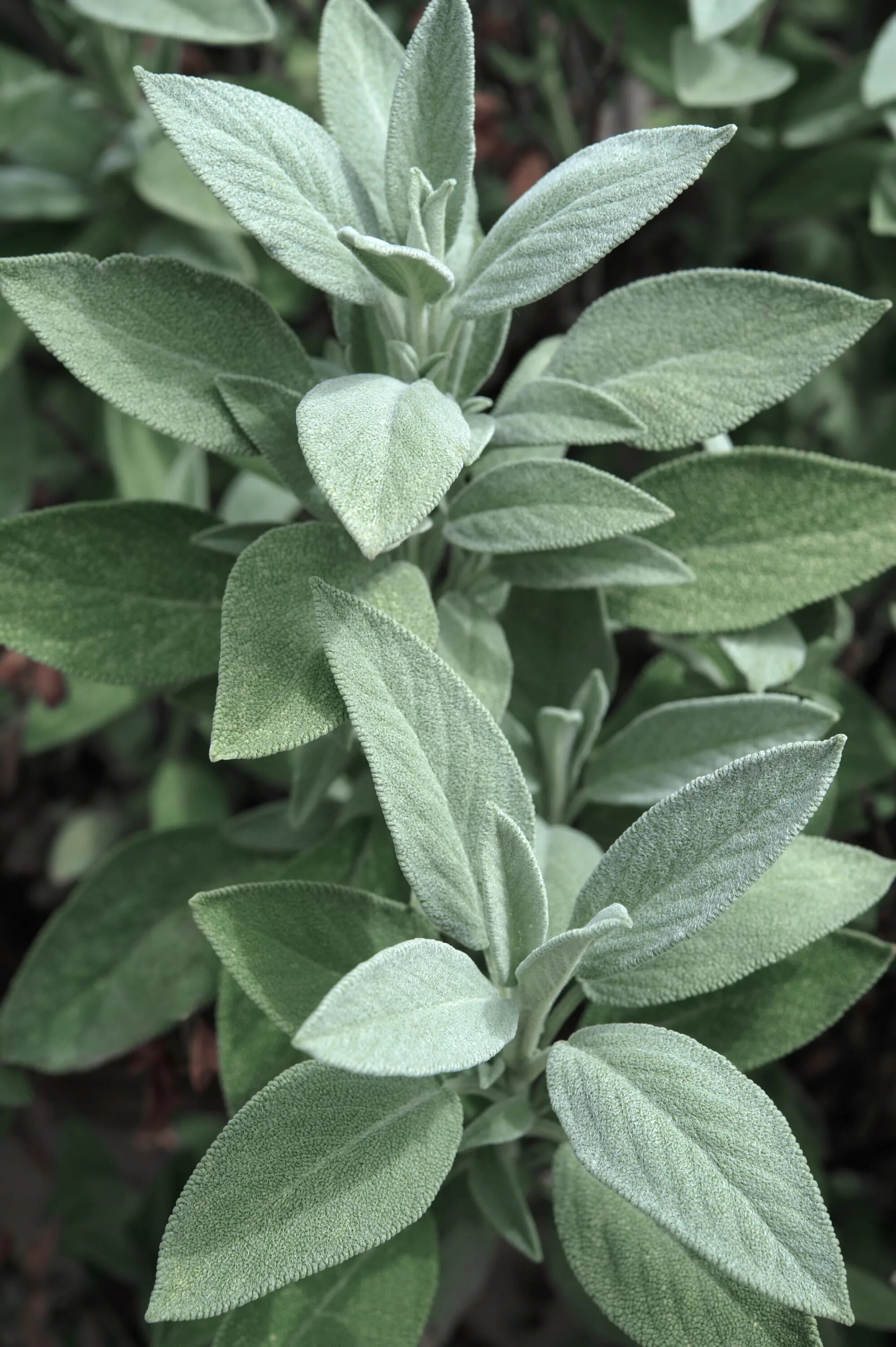 Шалфей трава лист. Salvia leaf растение. Шалфей лимонный. Шалфей гнозия. Шалфей лекарственный (salvia).