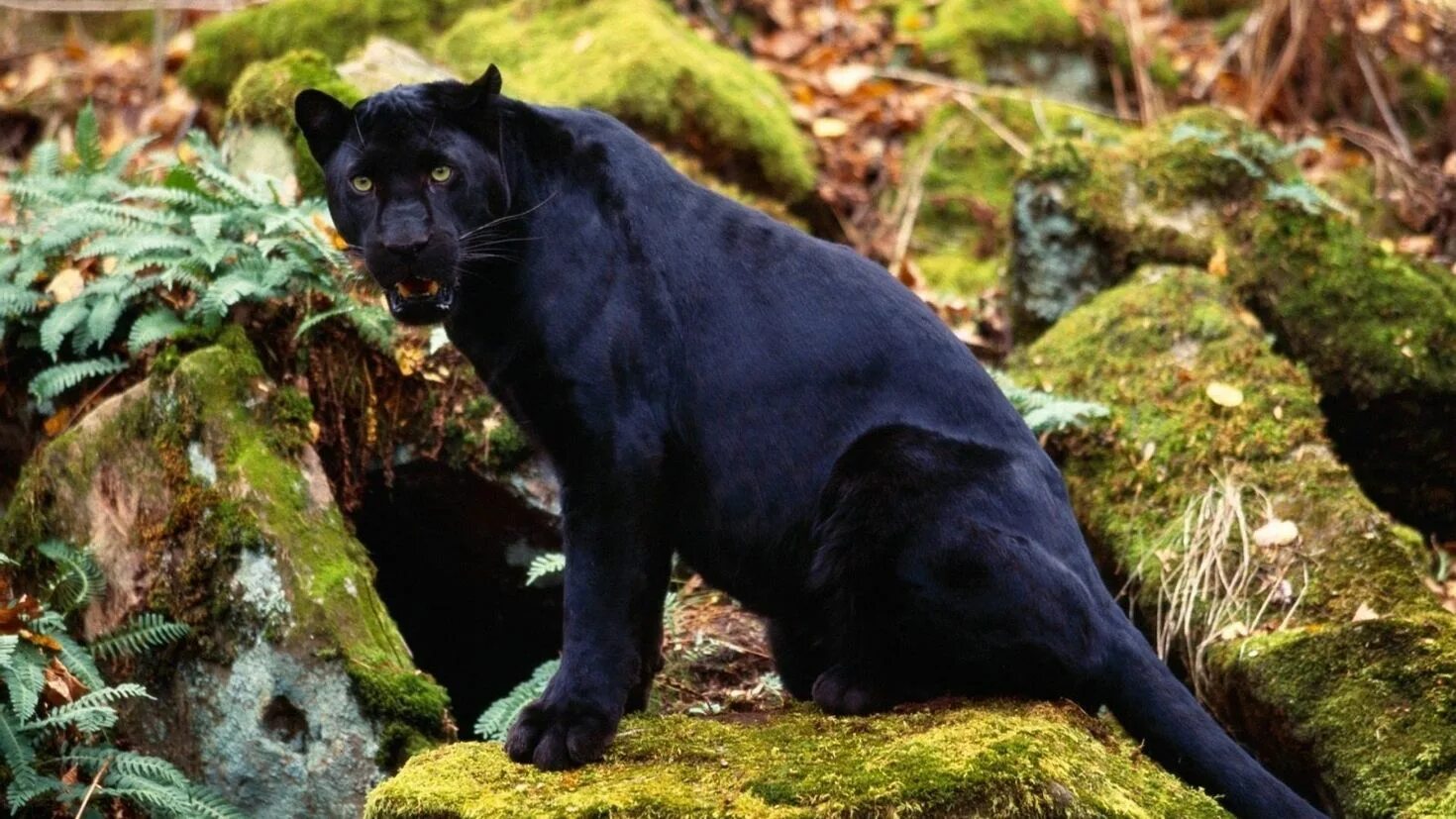 Пантера меланист. Леопард меланист. Черная пантера Ягуар меланист. Пантера это черный леопард.
