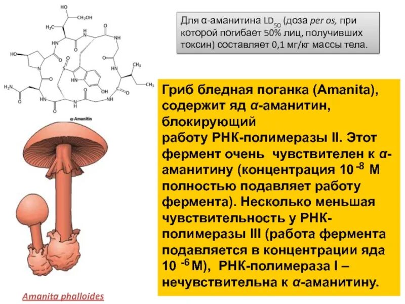 Рнк блокирует. Аманитин. Аманитин содержится. Альфа аманитин. Грибы содержащие аманитин.