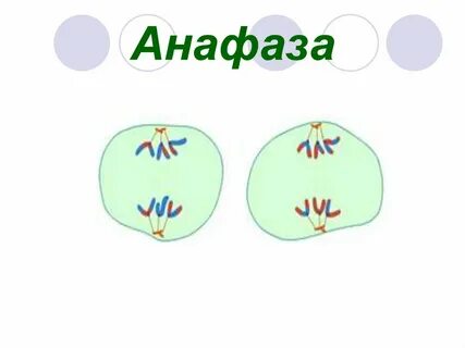 Анафаза отзывы