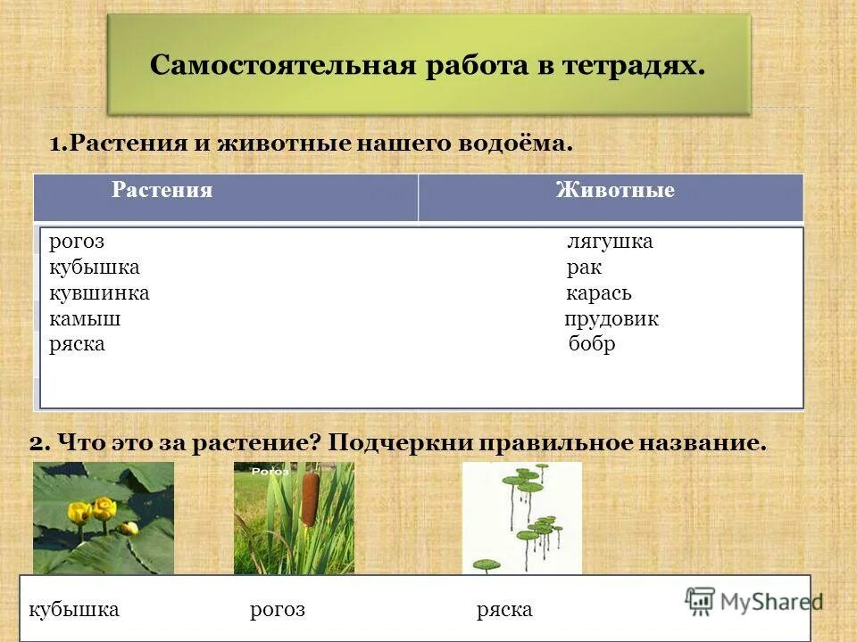 животные обитающие в водоемах. кто живет в водоемах. животные водоемов. животные пресных водоемовмов. животные живущие в водоемах.