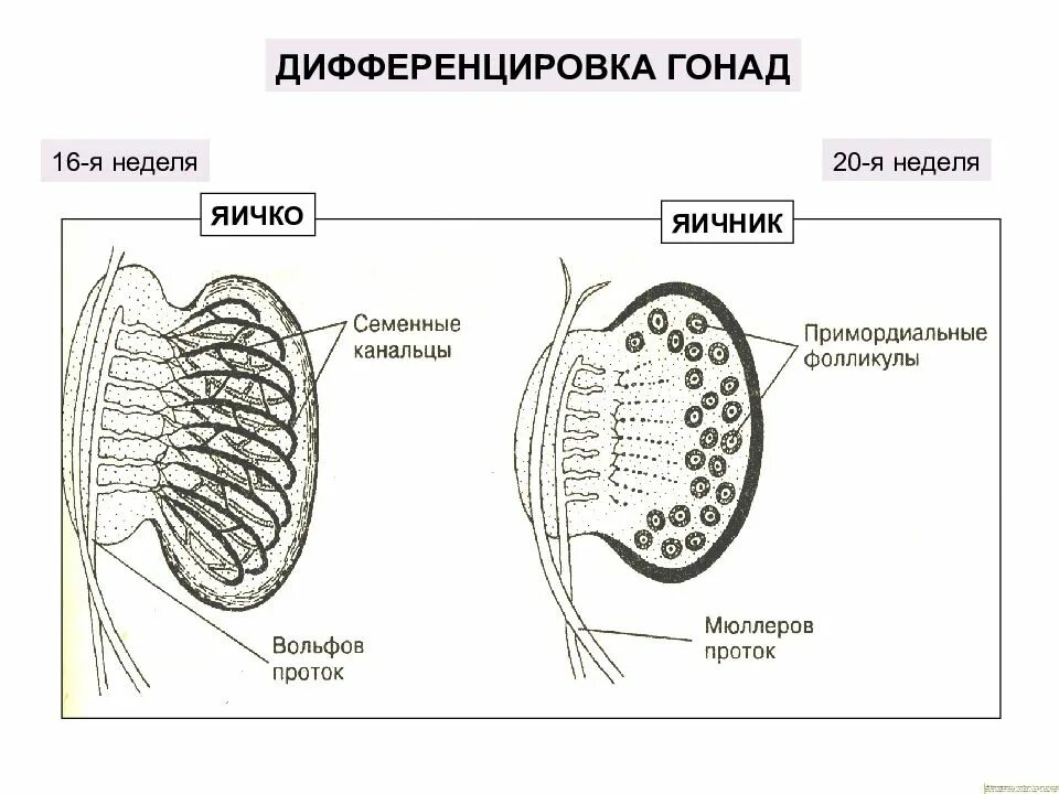 Эмбриогенез мужской половой системы гистология. Строение гонад. Строение яичка и яичника. Дифференцировка гонад.