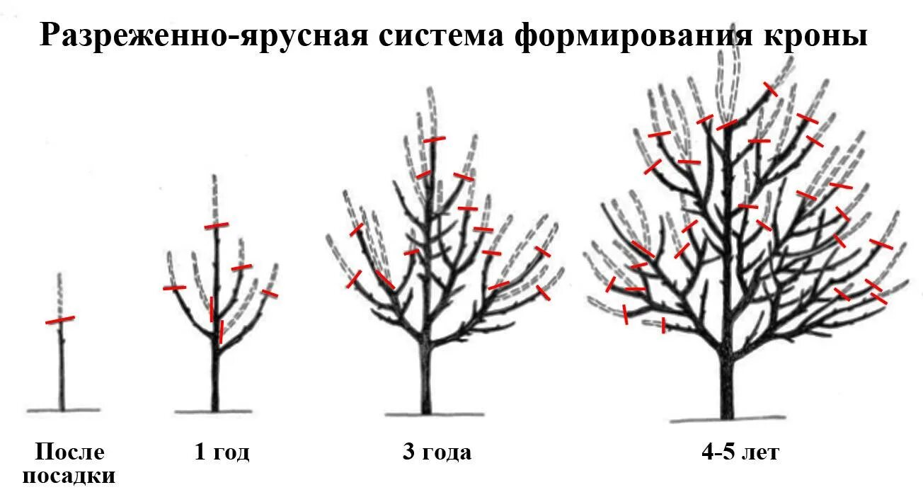 Когда обрезать яблони весной в средней полосе. Схема обрезки саженцев яблони весной. Подрезка яблонь весной схема. Схема обрезки яблони весной. Обрезать яблоню весной правильно.