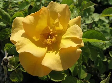 Bills roses
