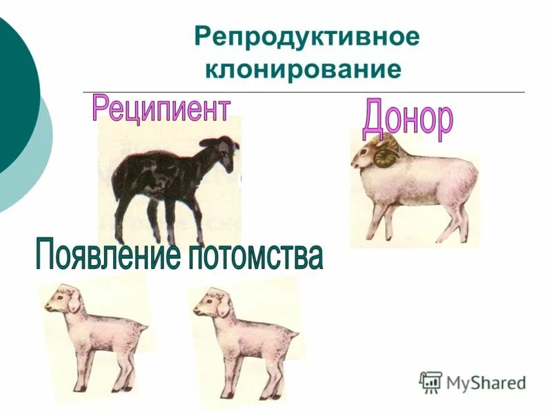 Клонирование предложений. Клонирование клетки схема. Клонирование клеток. Клонирование гены. Клонирование предложений.
