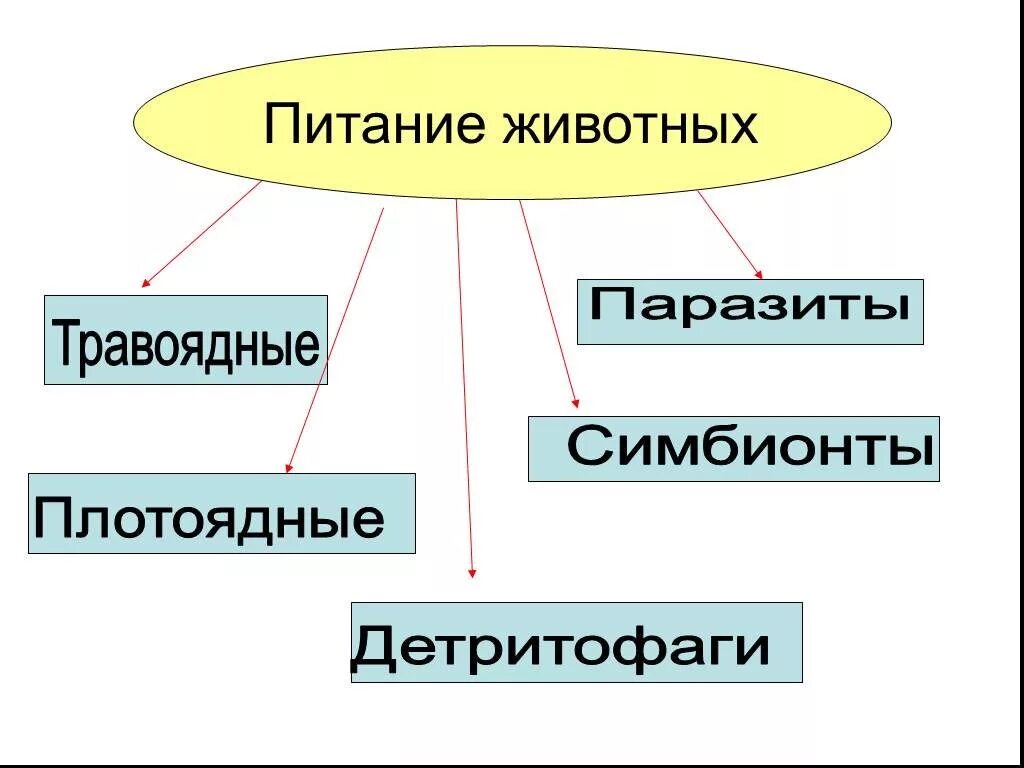 Питание животных 6 класс. Типы питания животных. Способы питания животных 6 класс. Схема типы питания животных.