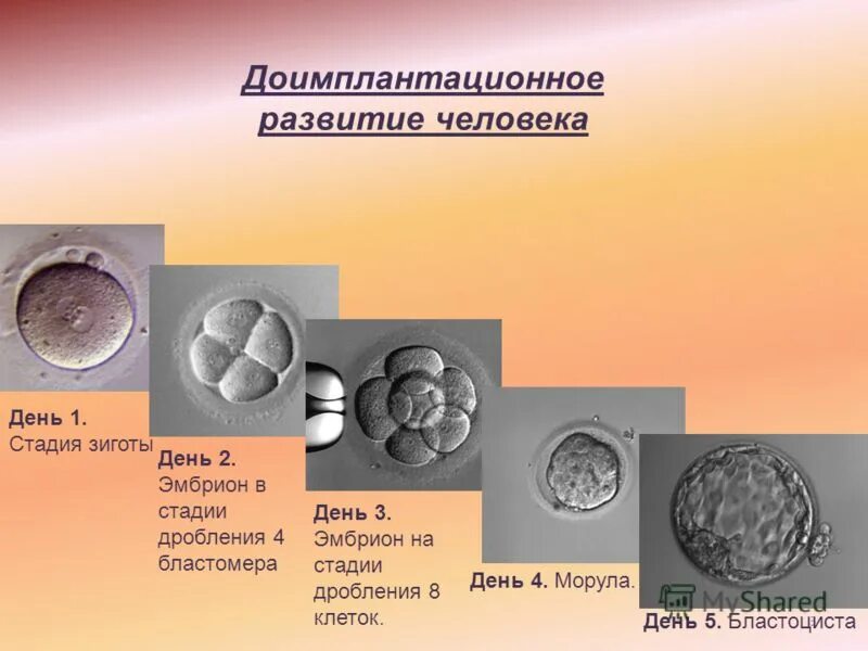 бластомеры это в биологии