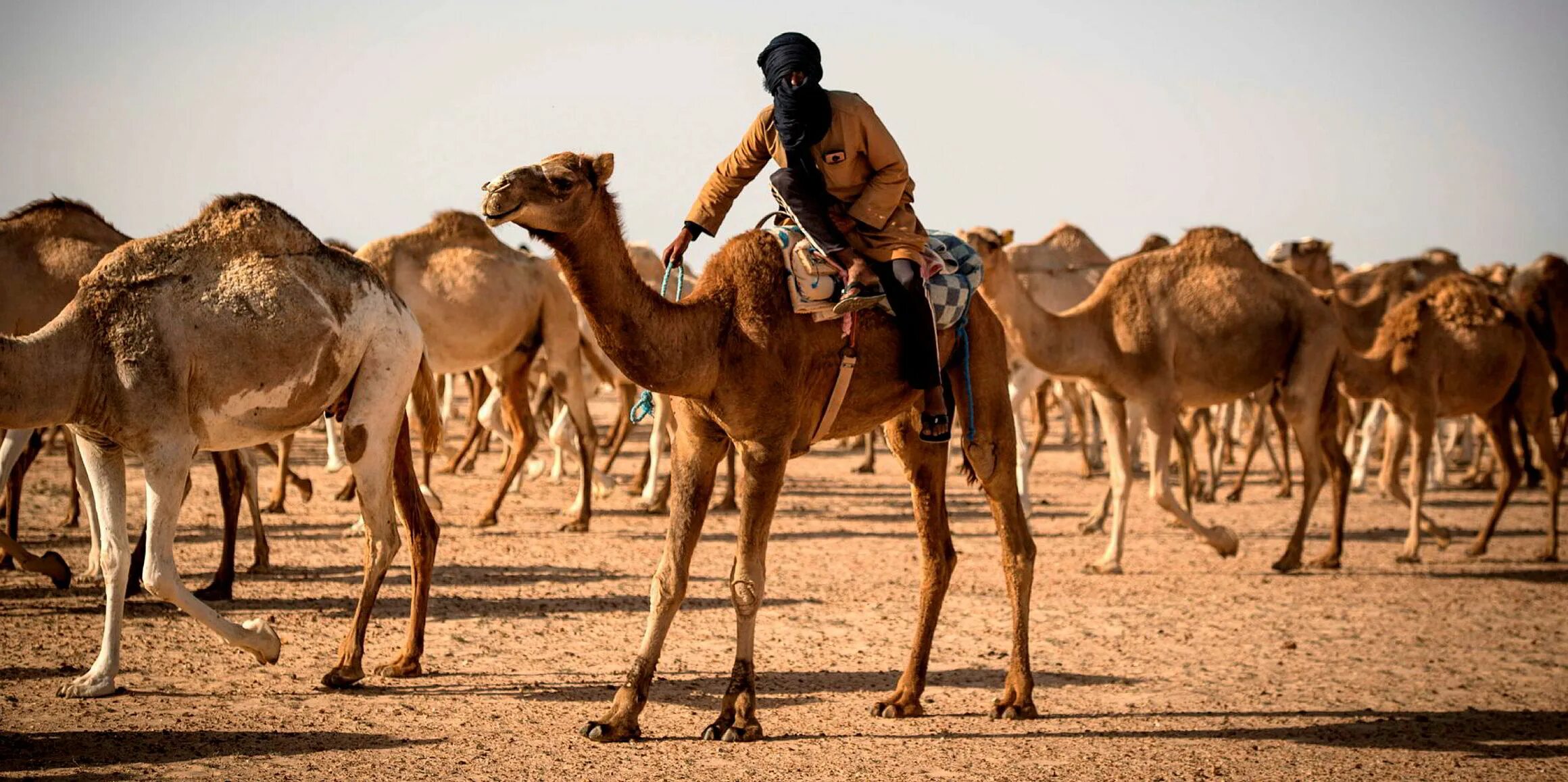 Во сколько верблюдов оценивается девушка. Девушка на верблюде в пустыне. Верхом на верблюде. Астрахань сарай бату с верблюдами. Верблюд фото.