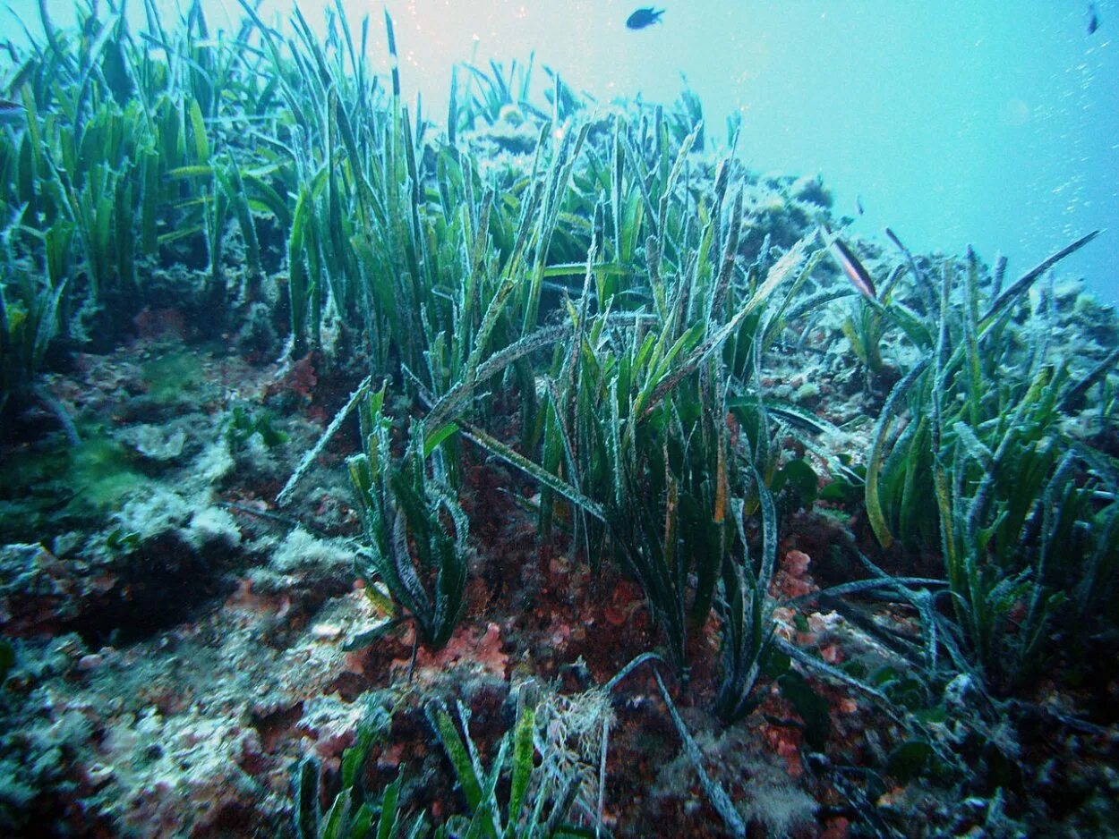 Самые большие водоросли. Морская трава Посидония Океанская. Посидония водоросль. Посейдония водоросли. Посейдония океаническая.